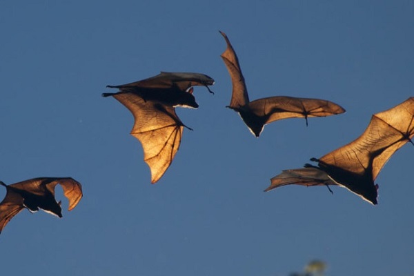 Bats Gorakpur up
