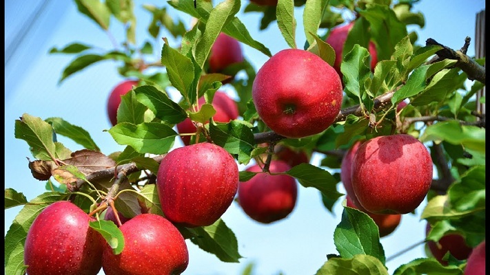 apple asifabad
