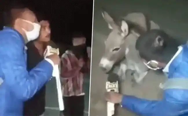 The reporter interviewed the donkey